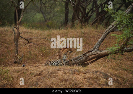 L'intérieur du sanctuaire, Jhalana Leopard, située à l'intérieur de la ville de Jaipur. Banque D'Images