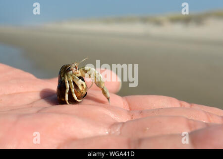 Petit 'commun Pagurus Bernhardus Hermit Crab" placé sur la paume de la main avec une plage à l'arrière-plan flou Banque D'Images