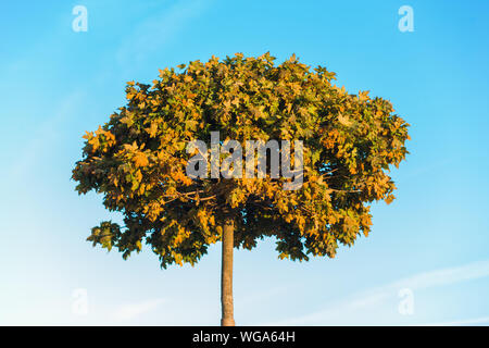 Arbre d'automne sur fond de ciel bleu. Jaune Rouge Vert feuilles. Nature Banque D'Images