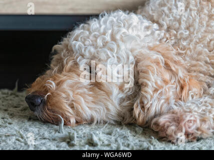 Poilu mignon Labradoodle chien endormi avec sa tête reposant sur un tapis Banque D'Images