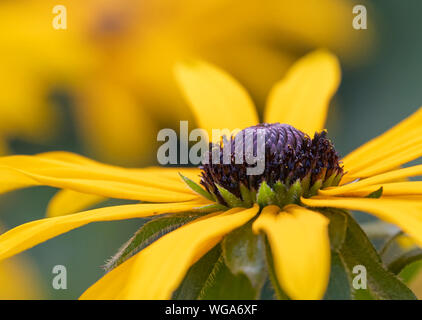Une fleur de Rudbeckia jaune aux couleurs vives Banque D'Images