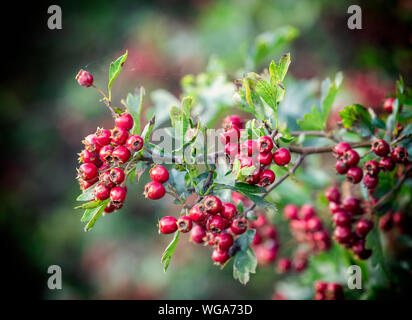 Une Aubépine bush est couvert dans une masse de baies rouge vif appelé Haws Banque D'Images