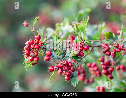 Une Aubépine bush est couvert dans une masse de baies rouge vif appelé Haws Banque D'Images