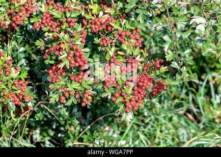 Une Aubépine bush est couvert dans une masse de baies rouge vif appelé Haws Banque D'Images