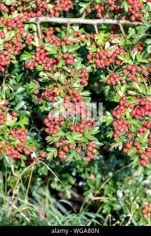 Une Aubépine bush est couvert dans une masse de baies rouge vif appelé Haws Banque D'Images