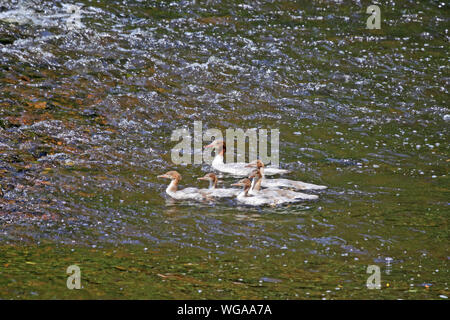 Femme Harle bièvre (Mergus merganser), avec les jeunes, la natation sur la rivière Calder. Banque D'Images