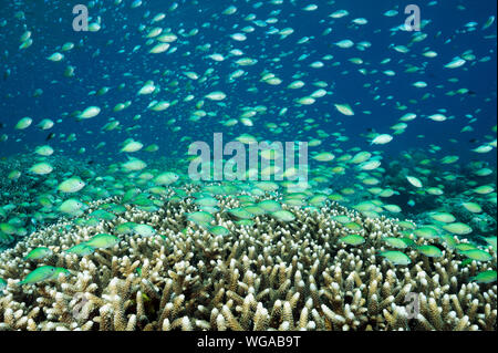 Haut-fond massif des demoiselles bleues, Chromis viridis, alimentation en courant fort howering sur Acropora coraux durs, Raja Ampat en Indonésie. Banque D'Images