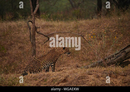 L'intérieur du sanctuaire, Jhalana Leopard, située à l'intérieur de la ville de Jaipur. Banque D'Images