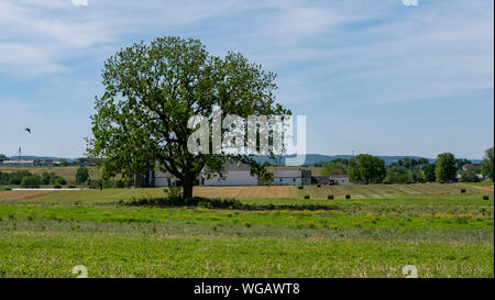 Lonely Tree sur les terres agricoles Amish qui vient la récolte sur un jour d'été ensoleillé Banque D'Images