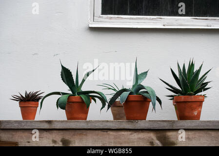 Plantes dans les pots en argile en plein air, sur un fond de mur blanc Banque D'Images