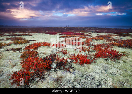 Les couleurs de l'automne et tôt le matin la lumière à Fokstumyra réserve naturelle à Dovre, la Norvège. L'arbuste de couleur orange est le bouleau glanduleux, Betula nana. Banque D'Images