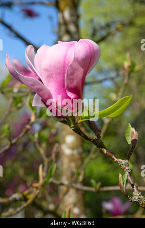 De magnifiques fleurs magnolia dans le jardin au printemps Banque D'Images