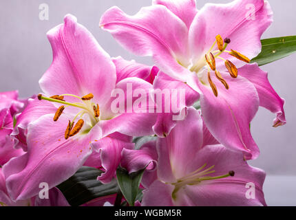 Close-up of pink liles de fleurs. Noms communs pour l'espèce de ce genre : fairy lily rainflower zephyr lily lily lily Atamasco magique et la pluie li Banque D'Images
