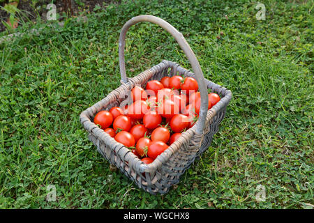 Alerte rouge fraîchement récolté des tomates cerises dans un panier tissé sur l'herbe verte et luxuriante dans un allotissement jardin Banque D'Images