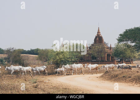 Troupeau de bétail marche sur le terrain sec avec temples et pagodes de Bagan antiques sur le contexte, le Myanmar. Banque D'Images