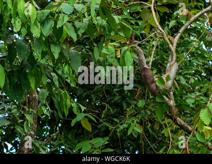 Trois doigts paresseux Bradypus sauvage Costa Rica Banque D'Images