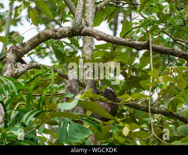 Trois doigts paresseux Bradypus sauvage Costa Rica Banque D'Images