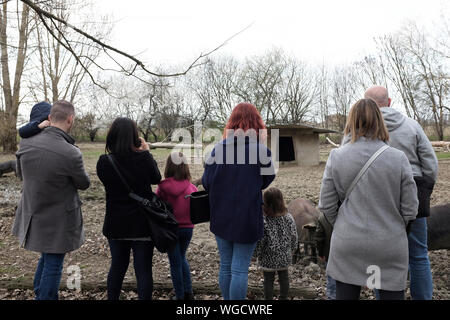 Vue arrière de parents et enfants à la ferme des porcs dans la campagne. Concept de l'éducation. Banque D'Images