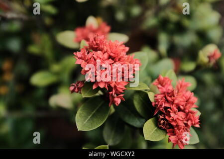 Les fleurs rouges. Ixora coccinea, également connu sous le nom de flamme de la forêt ou la jungle du géranium Banque D'Images