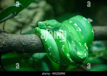 Green Tree Python en attente pour le déjeuner - Cotswold Wildlife Park 2019 Banque D'Images