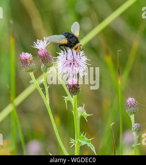 Tachinaire géant (Tachina grossa) sur un chardon rose fleur. Banque D'Images