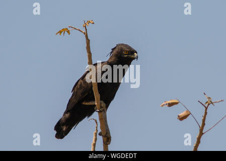 Long-crested Eagle (Lophaetus occipital) perché dans un arbre en Gambie, en Afrique de l'Ouest Banque D'Images