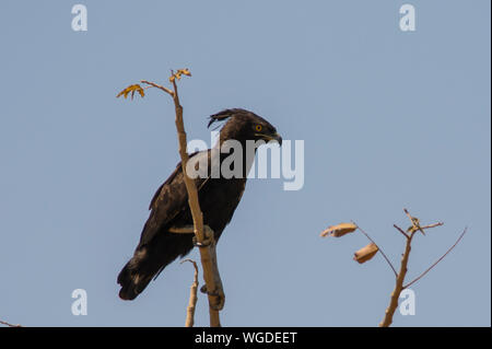 Long-crested Eagle (Lophaetus occipital) perché dans un arbre en Gambie, en Afrique de l'Ouest Banque D'Images