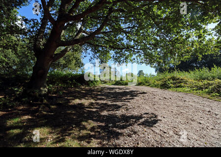 Headley Heath, Royaume-Uni. 1er septembre 2019. Le calendrier météorologique définit le premier jour de l'automne comme 1er septembre. Mais sous les arbres à Headley Heath, près de Sutton, dans le Surrey, c'était un beau matin de soleil, chaleur et ciel bleu. Credit : Julia Gavin/Alamy Live News Banque D'Images