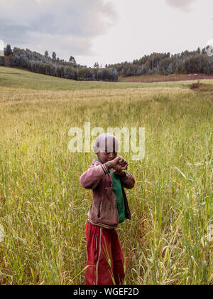 L'Oromia, en Éthiopie - 5 NOVEMBRE 2014 : Garçon non identifié dans un champ de blé en Ethiopie Banque D'Images
