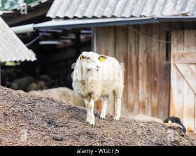 Moutons sur le foin et le fumier en face de grange Banque D'Images