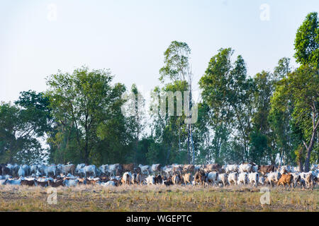 Troupeau de vaches à pied on rural road, pour revenir à la ferme Banque D'Images