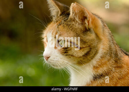 Un jeune, fourrure courte tête de chat calico errants portrait de profil avec copie espace et green bokeh. Banque D'Images