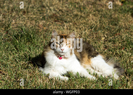 Chat calico poilu couché au soleil sur l'herbe, vu de l'avant, fixant l'objectif avec forte ressemble.Cat porte un collier rouge pour empêcher flea. Banque D'Images