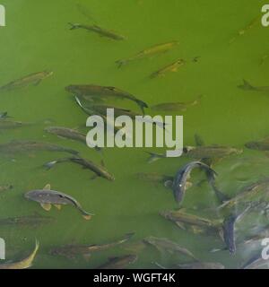 Poisson dans l'eau. La carpe commune (Cyprinus carpio) Concept pour la pêche sportive et les animaux dans la nature Banque D'Images