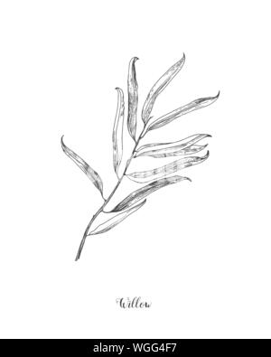 Willow embranchement vector art sur fond blanc. Feuille de saule) Illustration botanique. Willow leaf vector illustration Illustration de Vecteur