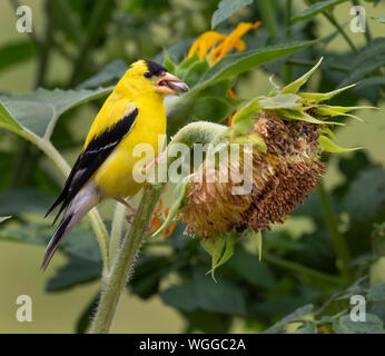 Chardonneret jaune (Spinus tristis) mâle se nourrissant de tournesols, Iowa, États-Unis. Banque D'Images