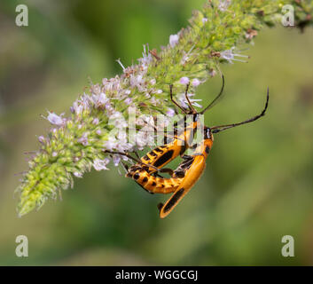 Les Coléoptères (Chauliognathus Soldat Verge d'pennsylvanicus) l'accouplement sur fleur de menthe, Iowa, États-Unis. Banque D'Images