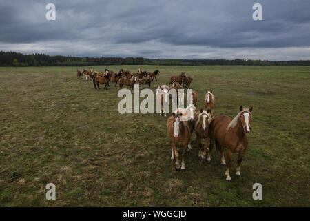 Dans une ligne de marche des chevaux au pâturage, drone vue de paysage vert avec un troupeau de chevaux brun. Banque D'Images