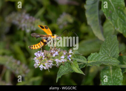 Houghton (Chauliognathus pennsylvanicus Soldat Beetle) décollant d'une fleur de menthe, Iowa, États-Unis. Banque D'Images