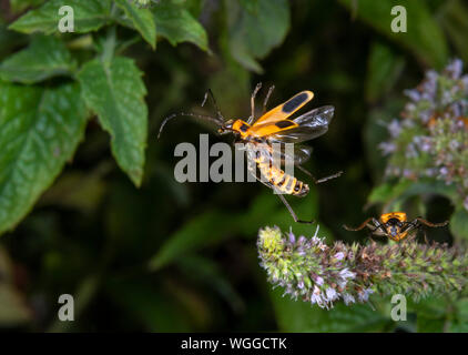 Houghton (Chauliognathus pennsylvanicus Soldat Beetle) voler parmi plantes de menthe, Iowa, États-Unis. Banque D'Images