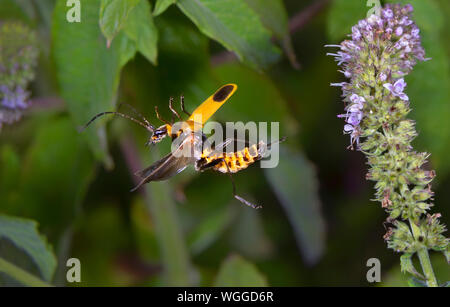 Houghton (Chauliognathus pennsylvanicus Soldat Beetle) voler parmi plantes de menthe, Iowa, États-Unis. Banque D'Images