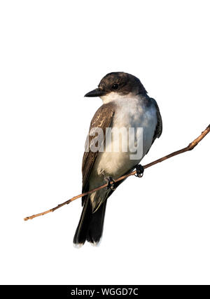 Tyran tritri (Tyrannus tyrannus) se percher, isolé sur fond blanc. Banque D'Images