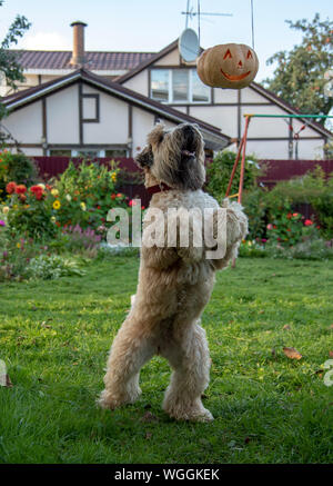 Blé irlandais soft-coated Terrier essayant de renverser une citrouille Halloween Banque D'Images