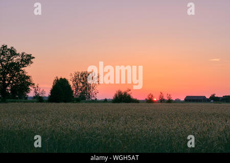 La fin du printemps le coucher du soleil avec en premier plan, champ de seigle Podlasie Région, Pologne, Europe Banque D'Images