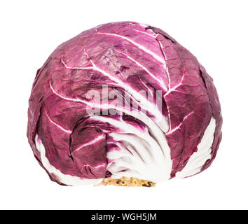 Chef de produits frais (feuilles de radicchio italien de chicorée) isolé sur fond blanc Banque D'Images