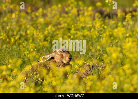 La tête de lièvre à la lumière du soleil levant en été chez les fleurs jaune floue, Podlasie Région, Pologne, Europe Banque D'Images