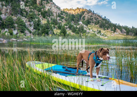 Pit-bull terrier chien sur un stand up paddleboard gonflable, un paysage d'été lac calme dans les Montagnes Rocheuses du Colorado, voyages et vacances Banque D'Images