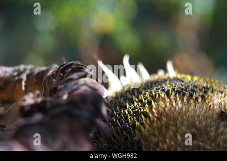 Extreme close up d'une tête de tournesol avec des graines mûres et les cellules vides, selective focus Banque D'Images