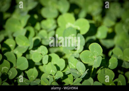 Close-up avec compensation les feuilles de trèfle, d'un concept ou d'arrière-plan pour la St Patrick Day, selective focus Banque D'Images