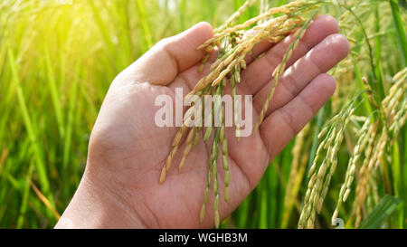 Tendrement la main de toucher un jeune du riz dans la rizière,main tenant le riz avec du soleil chaud, Gros plan du champ de riz paddy jaune avec golden sun rising Banque D'Images